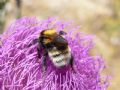 Bombus hortorum